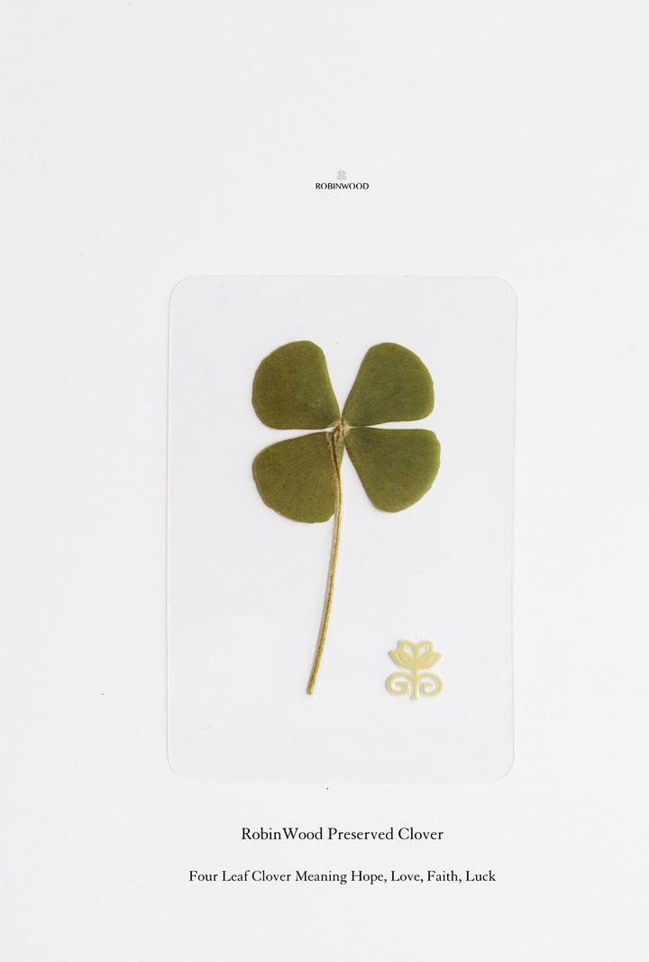 Preserve Flower  " Dried Four Leaf Clover Card ", Symbol of Lucky, Love, Health, Hope