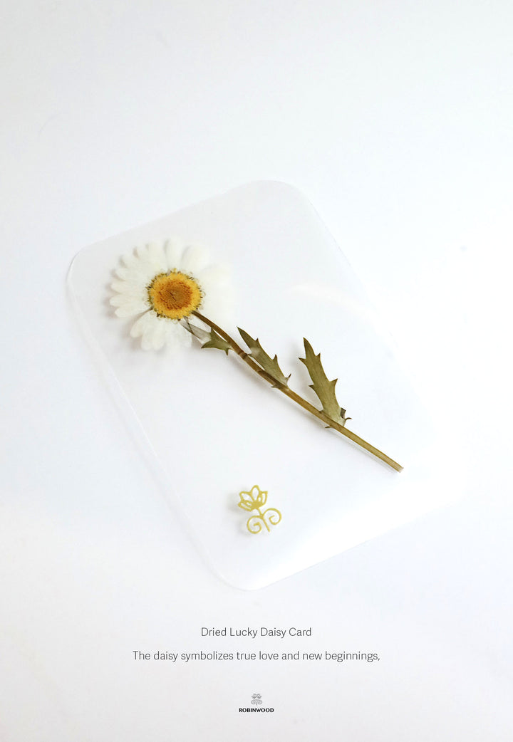 Preserve Flower " Dried Lucky Daisy Card ", Symbol of true love and new beginnings