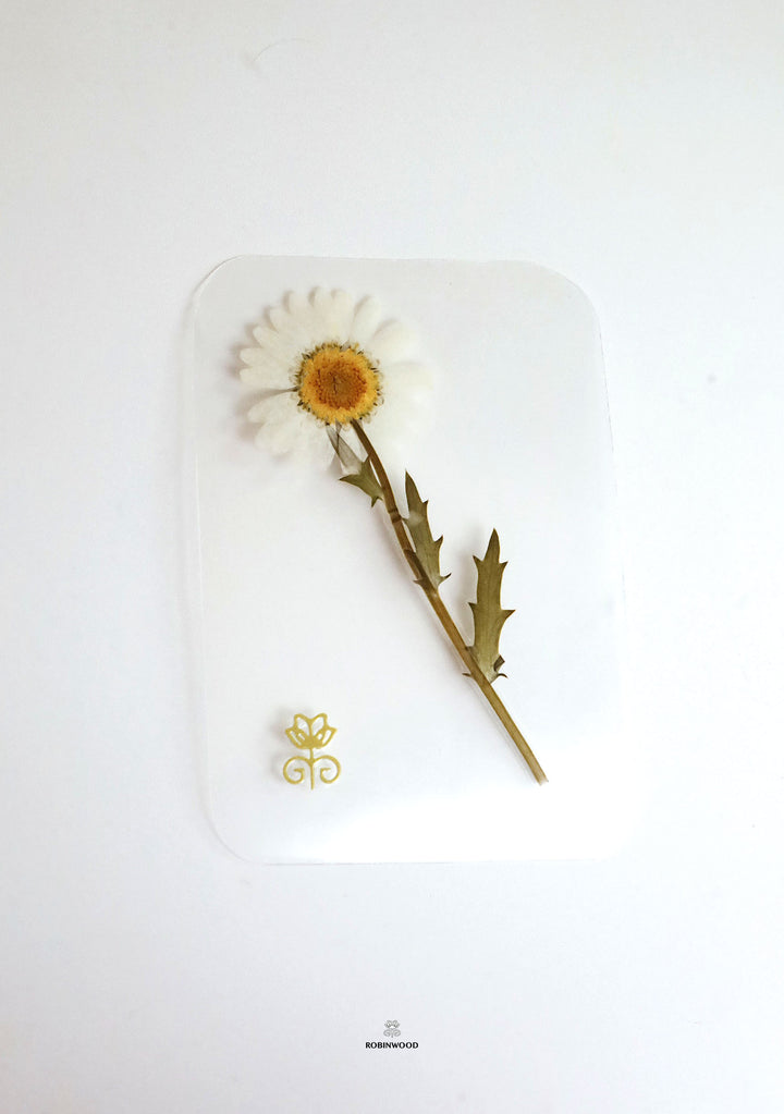Preserve Flower " Dried Lucky Daisy Card ", Symbol of true love and new beginnings