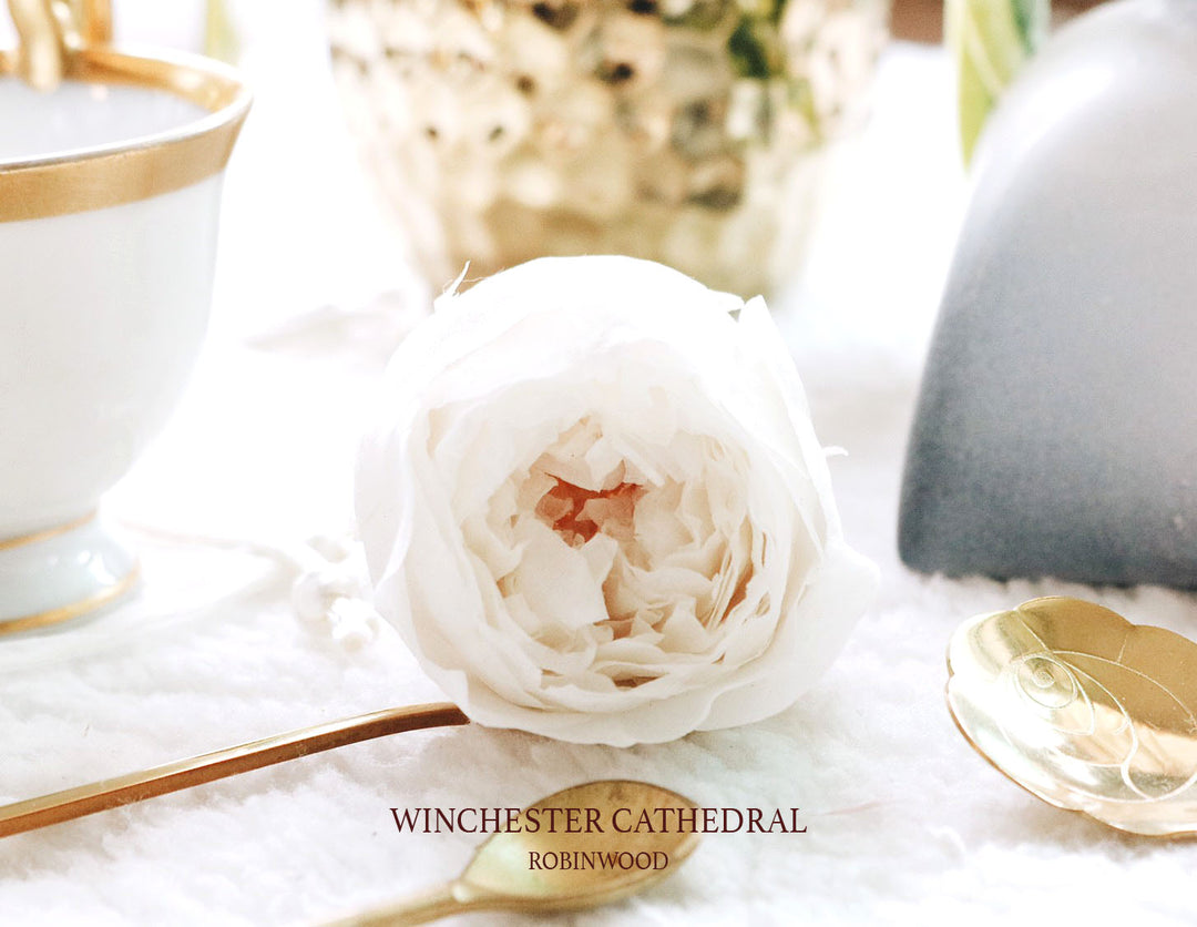 WINCHESTER CATHEDRAL, WHITE, ROBINWOOD, VALENTINE BOX